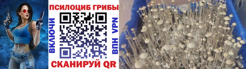 где купить наркоту Борисоглебск Галлюциногенные грибы MAGIC MUSHROOMS